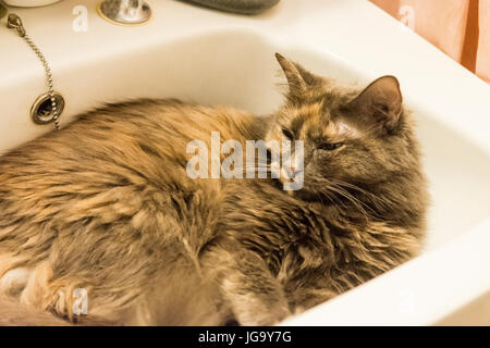 Katze sitzt im Waschbecken heiß tagsüber Stockfoto