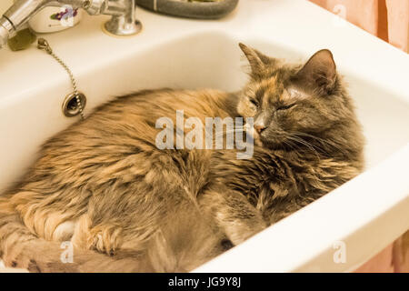 Katze sitzt im Waschbecken heiß tagsüber Stockfoto