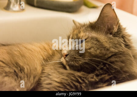 Katze sitzt im Waschbecken heiß tagsüber Stockfoto