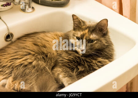 Katze sitzt im Waschbecken heiß tagsüber Stockfoto