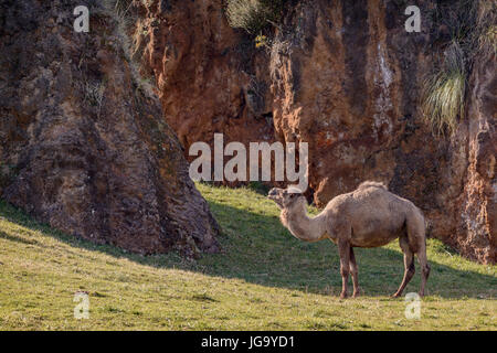 Dromedar / arabischen Kamel / indische Kamel (Camelus Dromedarius) Naturpark Cabárceno Kantabrien, Spanien Stockfoto