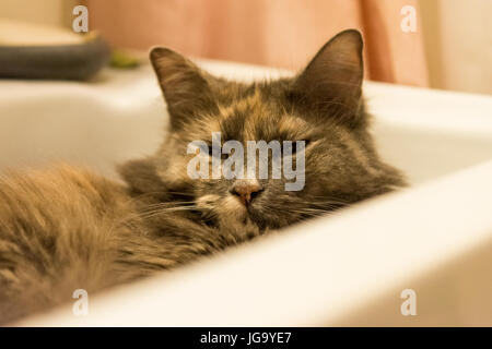 Katze sitzt im Waschbecken heiß tagsüber Stockfoto