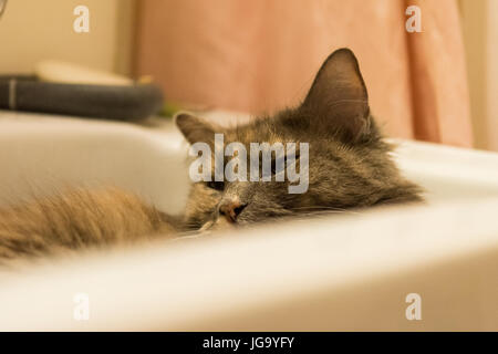 Katze sitzt im Waschbecken heiß tagsüber Stockfoto