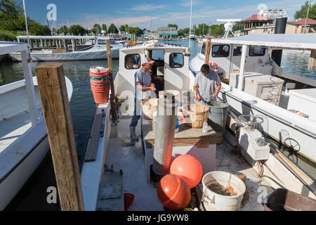 Tilghman Island, Maryland - Commerical Krabbe Fischer an der Chesapeake Bay Köder ihre Angelschnur mit Muscheln. Stockfoto