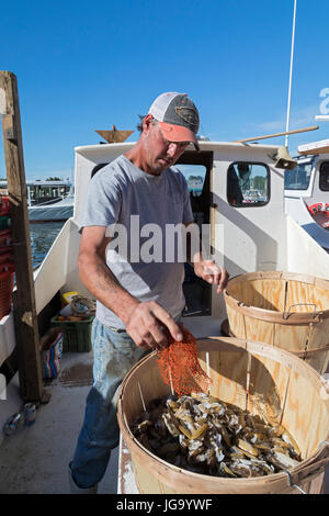 Tilghman Island, Maryland - Commerical Krabbe Fischer an der Chesapeake Bay bereitet eine Angelschnur Köder. Stockfoto