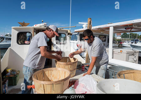 Tilghman Island, Maryland - Commerical Krabbe Fischer an der Chesapeake Bay Köder ihre Angelschnur mit Muscheln. Stockfoto