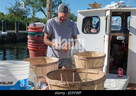 Tilghman Island, Maryland - Commerical Krabbe Fischer an der Chesapeake Bay Köder eine Angelschnur mit Muscheln. Stockfoto