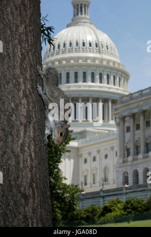 Östliche graue Eichhörnchen (Sciurus Carolineses), Washington DC, mit US Capitol Gebäude im Hintergrund Stockfoto