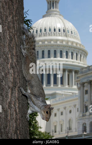 Östliche graue Eichhörnchen (Sciurus Carolineses), Washington DC, mit US Capitol Gebäude im Hintergrund Stockfoto