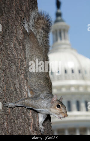 Östliche graue Eichhörnchen (Sciurus Carolineses), Washington DC, mit US Capitol Gebäude im Hintergrund Stockfoto