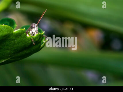 Wilde Cricket ruht auf einer Pflanze Blatt Stockfoto