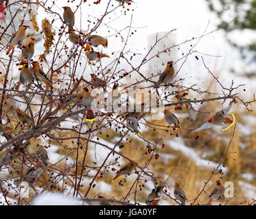 42,741.07552 ein rasender Vogelschwarm--böhmische Seidenschwänze--Fütterung gierig auf roten Beeren kurz vor der Wintersonne setzt Stockfoto