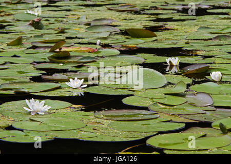 Weiße Seerosen in einem Teich Stockfoto
