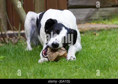 Lurcher Hund mit einem Knochen Stockfoto