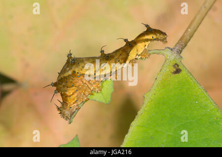 Raupe des "Hypna Clytemnestra" Schmetterling, aus Costa Rica Stockfoto