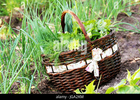 Frische Bio Vegetalbles-Salat, Lauch, Dill, rote Beete in einem Korb platziert in der Nähe ein Gemüsebeet Stockfoto