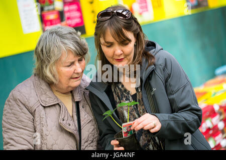 Frau, die Erdbeerpflanzen aus dem Garten Centre Scotland UK. Gartenarbeit instructional Bild Stockfoto