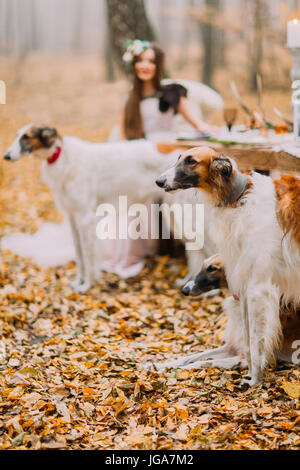 Schöne Braut mit ihren Collies in den herbstlichen Wald Stockfoto