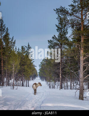 Rentier im Schnee, Lappland, Schweden Stockfoto