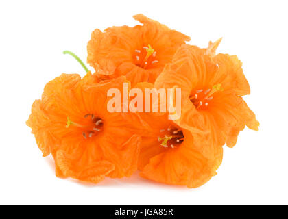 Meer-Trompete (Cordia Subcordata) isoliert auf weiss Stockfoto