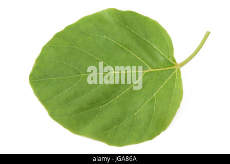 Meer Trompete (Cordia Subcordata) Blatt isoliert auf weiss Stockfoto