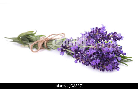 Lavendel Blumen Bündel gebunden isolierten auf weißen Hintergrund Stockfoto