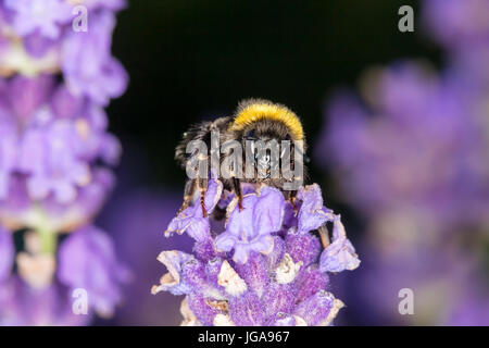 Hummel (BOMBUS) Lavendel (Lavandula) - makroaufnahme Stockfoto