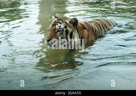 BATON ROUGE, LOUISIANA, USA - 2013: Mike VII, einem bengalischen Tiger hier gezeigt in seinem Lebensraum ist das offizielle (live) Maskottchen der Louisiana State University. Stockfoto