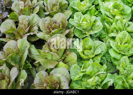 Lactuca Sativa. Sorten von Salat. Lactuca Sativa 'Dark Red Cos' und Lactuca Sativa "Forellenschluss" Stockfoto