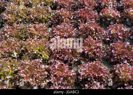 Lactuca Sativa. Sorten von Salat. Lactuca Sativa 'Rushmoor', Lactuca Sativa "Rote Salat Bowl" Stockfoto