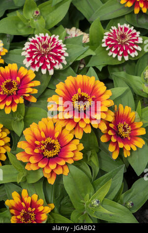 Zinnie Hybrida. Zinnia Elegans "Swizzle Scarlet und gelb" Blumen Stockfoto