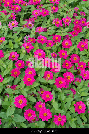 Zinnie Hybrida. Zinnie Marylandica "Zahara gemischte" Blumen Stockfoto