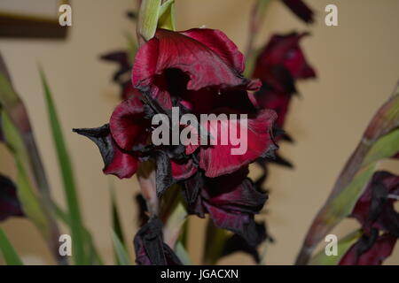 Tiefroter Burgunder Espresso Gladiolen Gladiola Gladiolen auf einzelne Stängel mit schwarzen Details beginnen zu welken aufgrund des heißen Wetters Creme Hintergrund Stockfoto