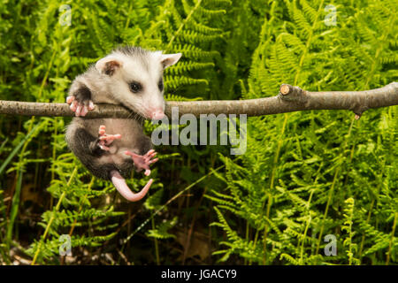 Baby-Opossum Stockfoto