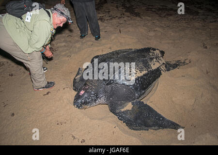 Lederschildkröte: dermochelys Coriacea. Trinidad. Eco-Touristen die Eiablage beobachten in der Nacht. Stockfoto