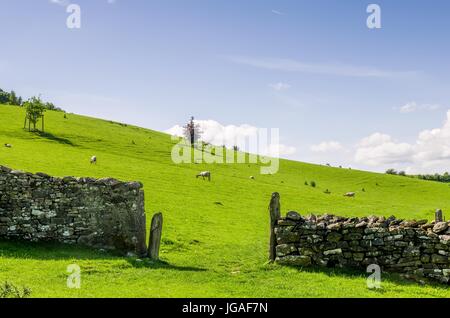 Schafbeweidung Beyong einer Trockensteinmauer. Stockfoto