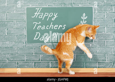 Glücklich Teachers Day, lustige Bildungskonzept mit Katze Stockfoto