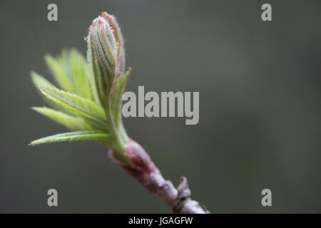 Die erste Feder sanft Blätter, Knospen, Zweige Makro Hintergrund Stockfoto