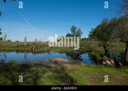 Nationalpark Biebrza-Flusstal Stockfoto