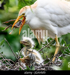 Kuhreiher im Nest füttern Frösche zu den Küken in St. Augustine, Florida Alligatorfarm Stockfoto