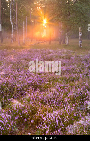 Blühende Heide am Rande eines Waldes. Fotografiert bei Sonnenaufgang in den Niederlanden. Stockfoto