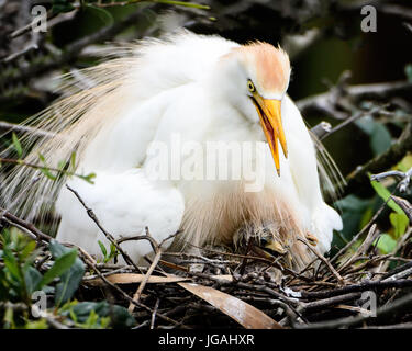 Kuhreiher im Nest füttern Frösche zu den Küken in St. Augustine, Florida Alligatorfarm Stockfoto