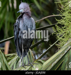 Little Blue Heron mit großer Feder Detail. Bild gemacht in St. Augustine Florida Stockfoto