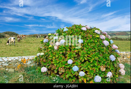 Landschaft in der Halbinsel Cotentin, Normandie Stockfoto