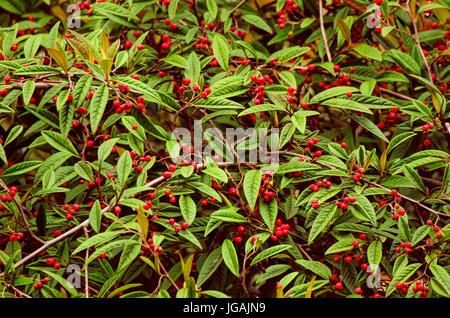 Herbst dunklen Grunge Hintergrund mit roten reifen Beeren und grünen Blättern. Vintage Hipster Textur. Stockfoto