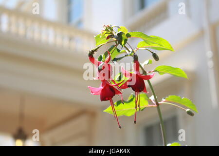 Fuchsie Blüten vor einem Balkon Stockfoto