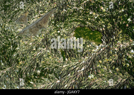 Tausende von großen Jakobsmuscheln (Pecten Maximus) verworfen von Fischrestaurants, geordnete versammelten sich um Felsen am Strand bei Ebbe Stockfoto