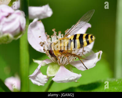 Gemeinsamen Banded Hoverfly - Syrphus Ribesii auf Bramble Blume Stockfoto