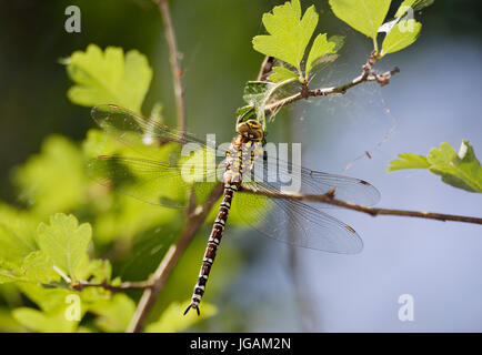 Südlichen Hawker - Aeshna Cyanea weiblich auf Weißdorn Stockfoto