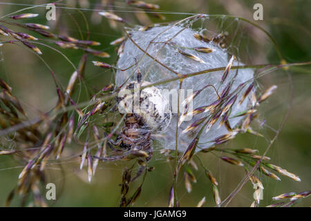 UK-Tierwelt: Furche Orb Spider (Larinioides) in seidenen Bau errichtet an der Spitze des Grases Stielen, West Yorkshire, England, UK Stockfoto